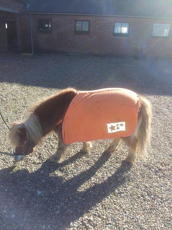 Miniature Siljan <3 billede 16