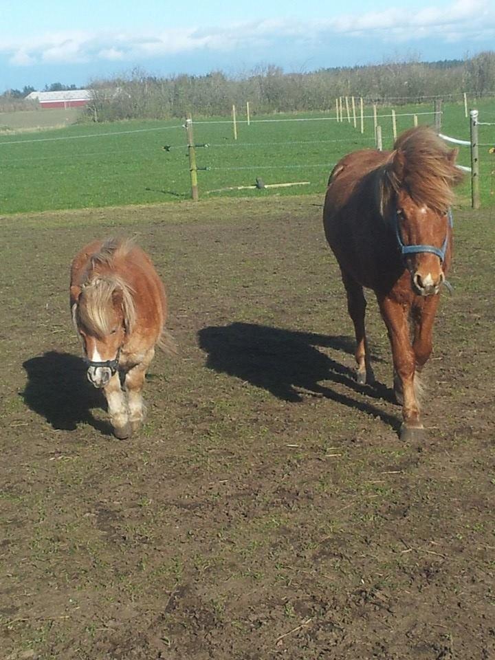 Miniature Siljan <3 billede 7