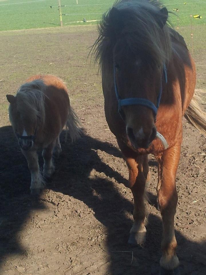 Miniature Siljan <3 billede 8