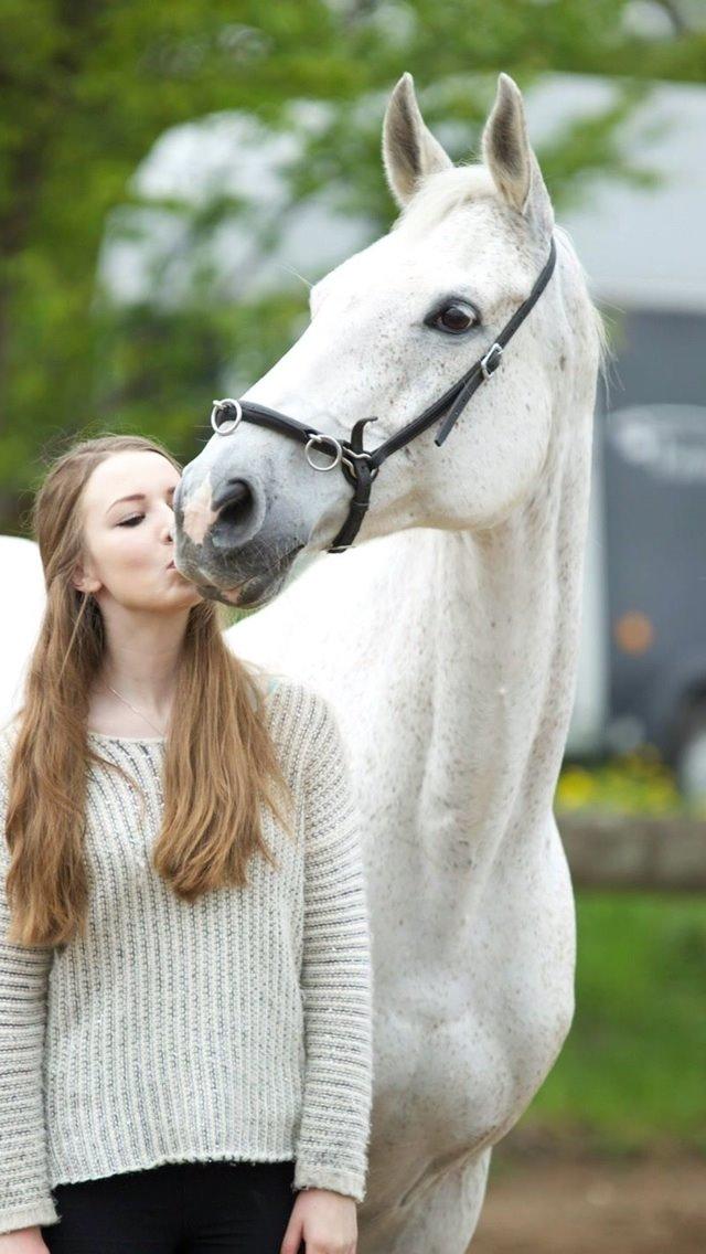 Dansk Varmblod Regazza billede 11