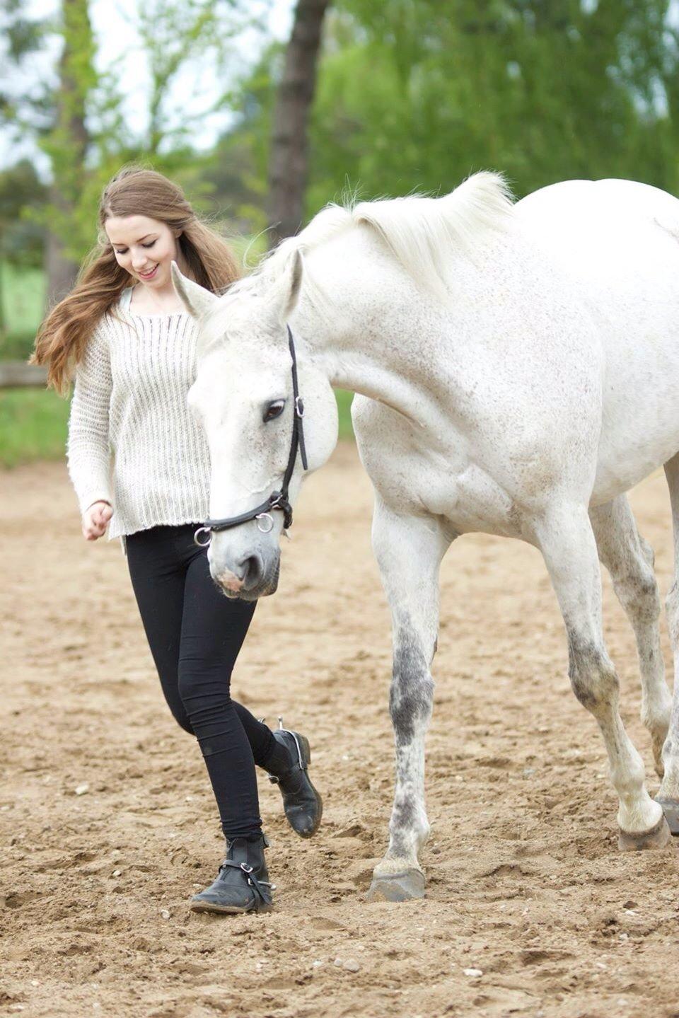 Dansk Varmblod Regazza billede 14