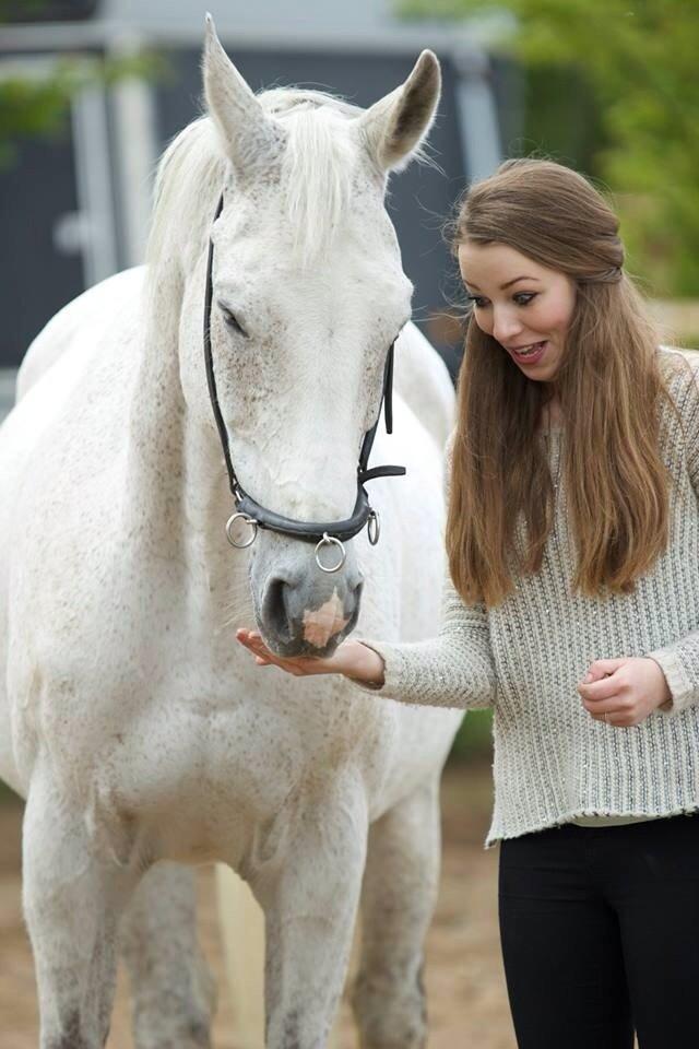 Dansk Varmblod Regazza billede 17