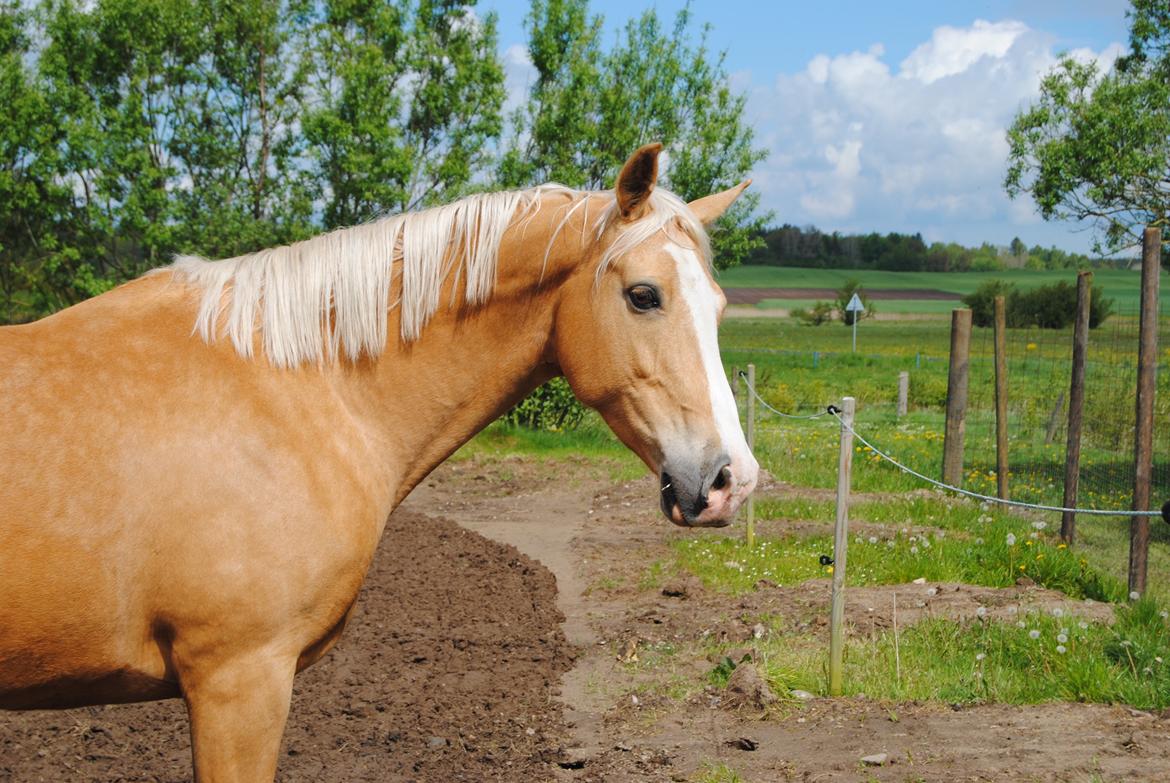 Palomino Monza's Touché billede 10