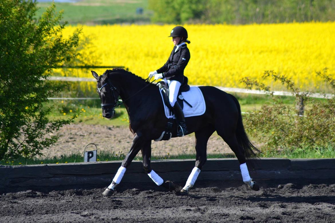 Dansk Varmblod Runehøjs Damsel billede 3