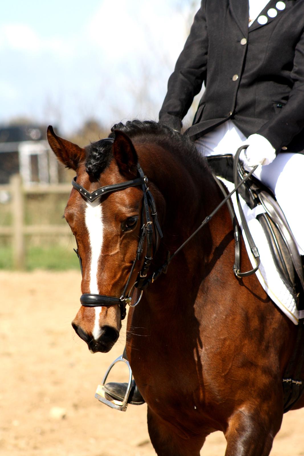 Welsh Partbred (Sec F) Miss Daisy (SOLGT) billede 2