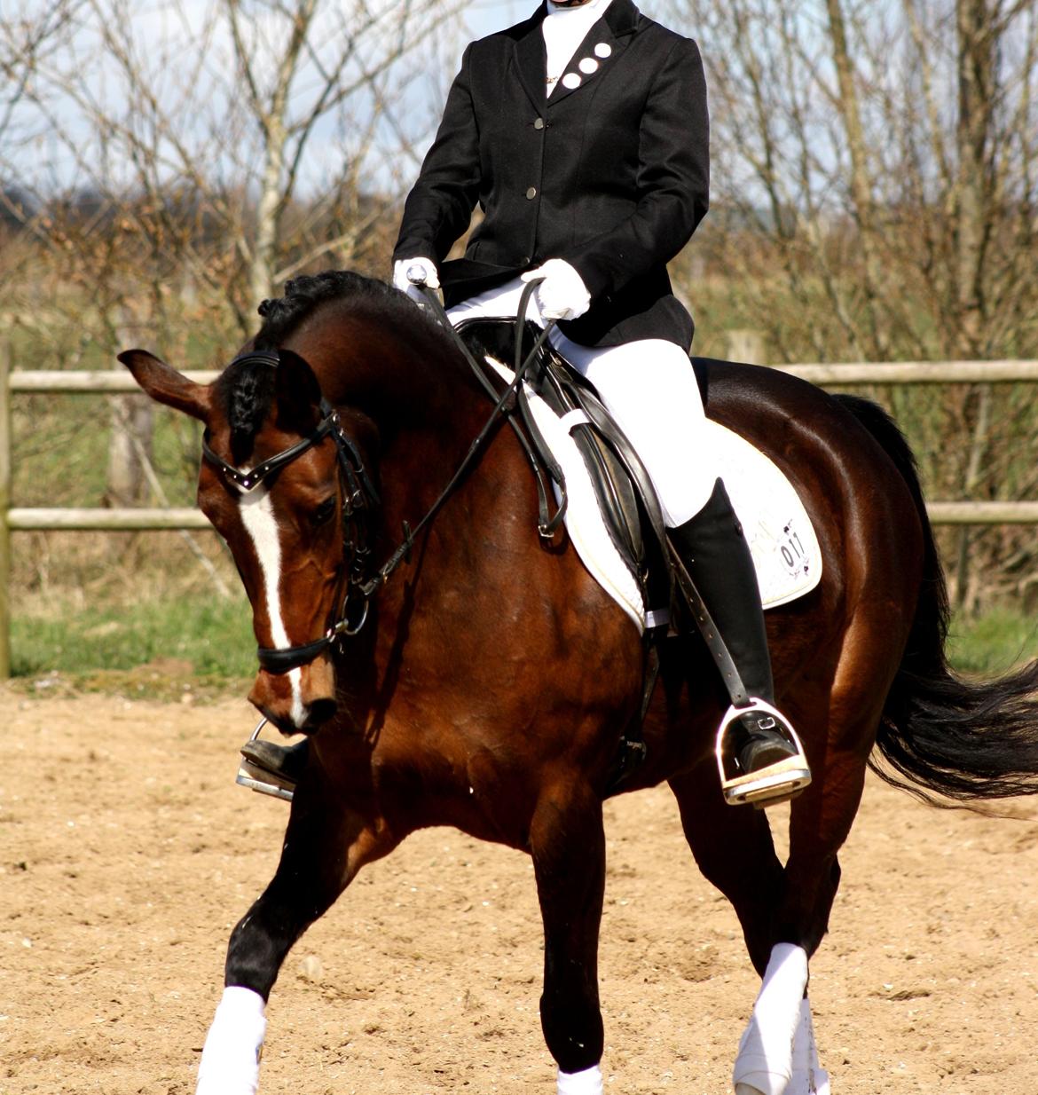 Welsh Partbred (Sec F) Miss Daisy (SOLGT) billede 1