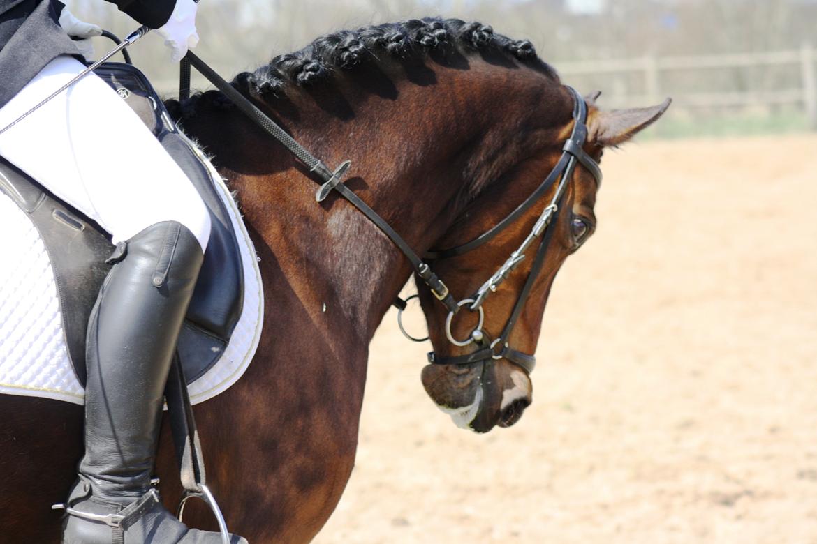 Welsh Partbred (Sec F) Miss Daisy (SOLGT) billede 5