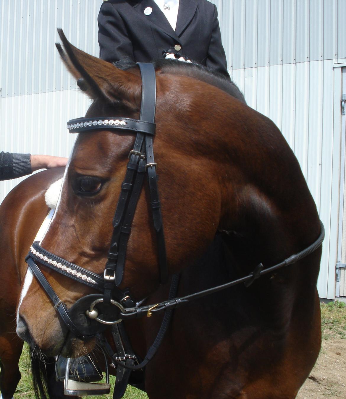 Welsh Partbred (Sec F) Miss Daisy (SOLGT) billede 6