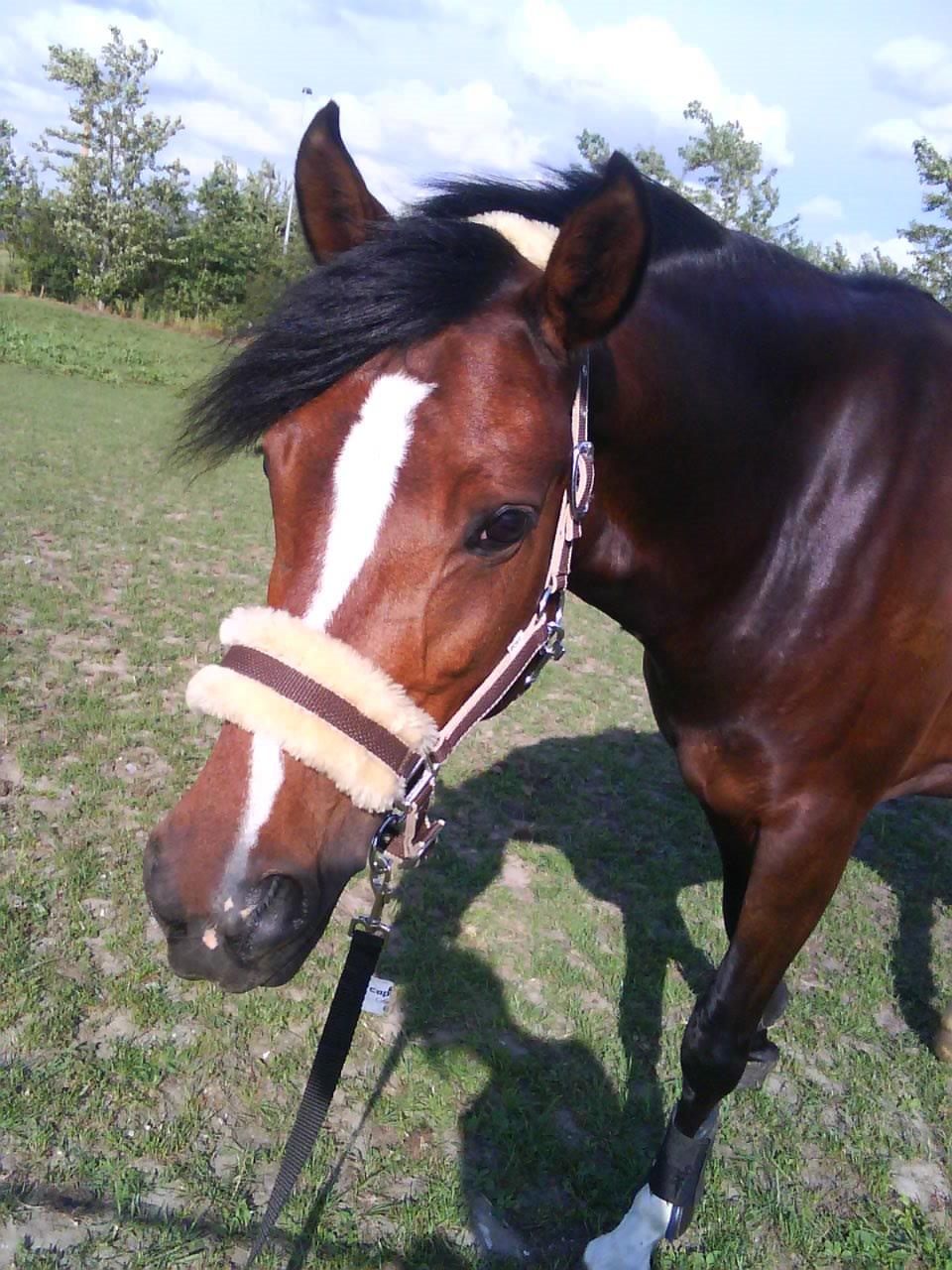 Welsh Partbred (Sec F) Miss Daisy (SOLGT) billede 12