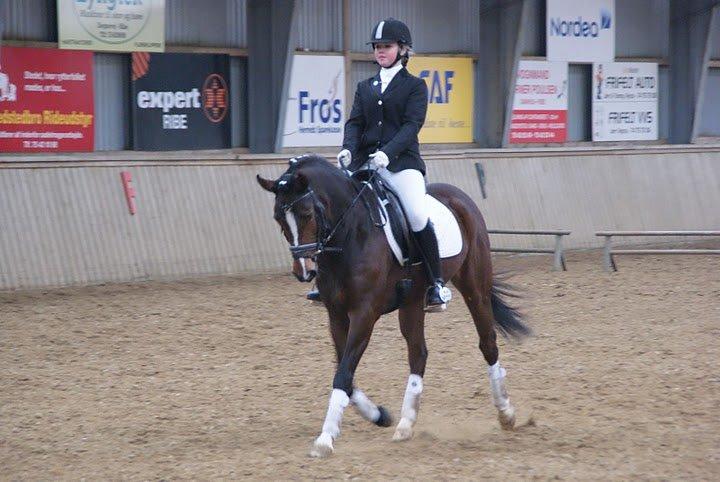 Welsh Partbred (Sec F) Miss Daisy (SOLGT) billede 16