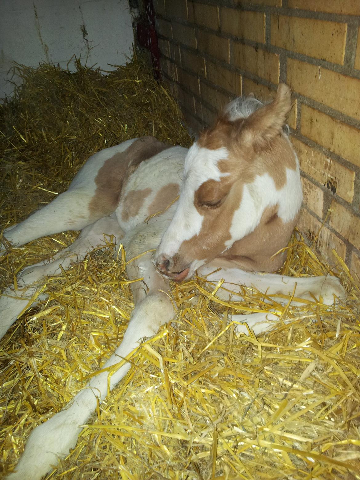 Tysk Sportspony Don Diego (SOLGT) - Kun en time gammel <3 billede 13