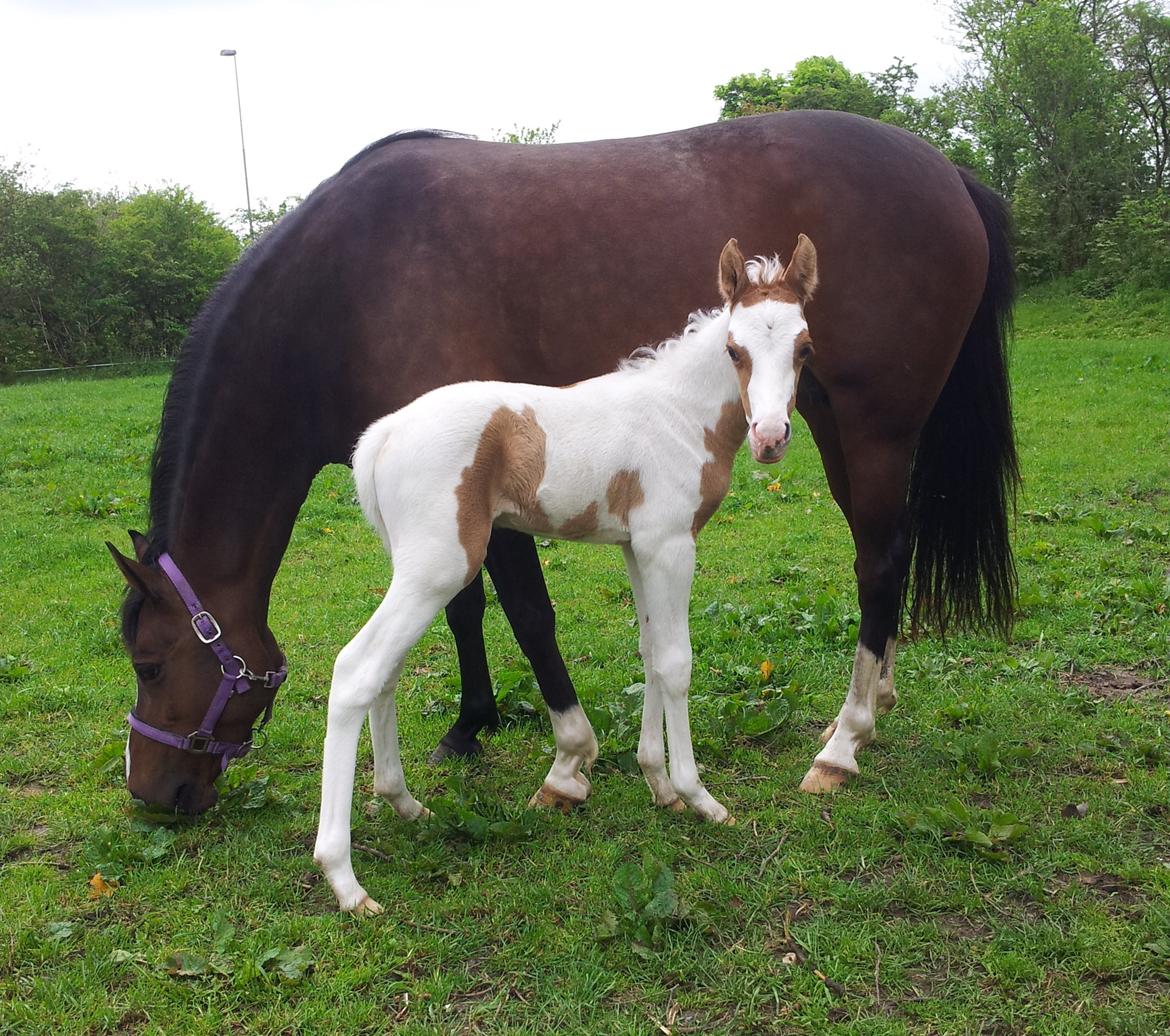 Tysk Sportspony Don Diego (SOLGT) billede 14