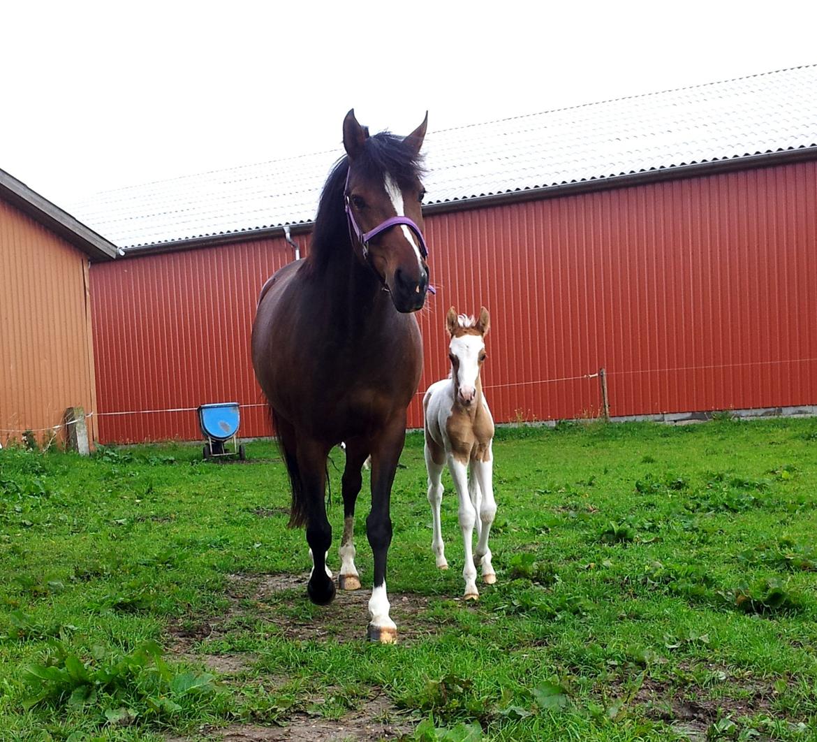 Tysk Sportspony Don Diego (SOLGT) billede 15