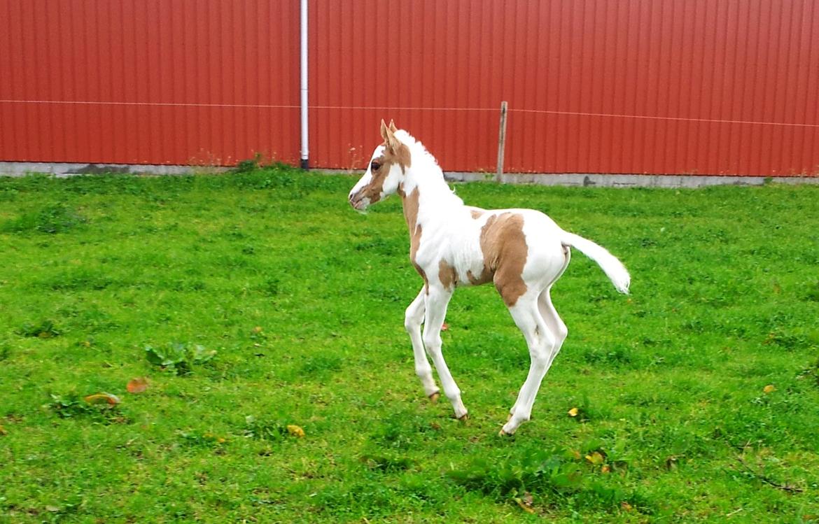 Tysk Sportspony Don Diego (SOLGT) - Hans første tur udenfor billede 16