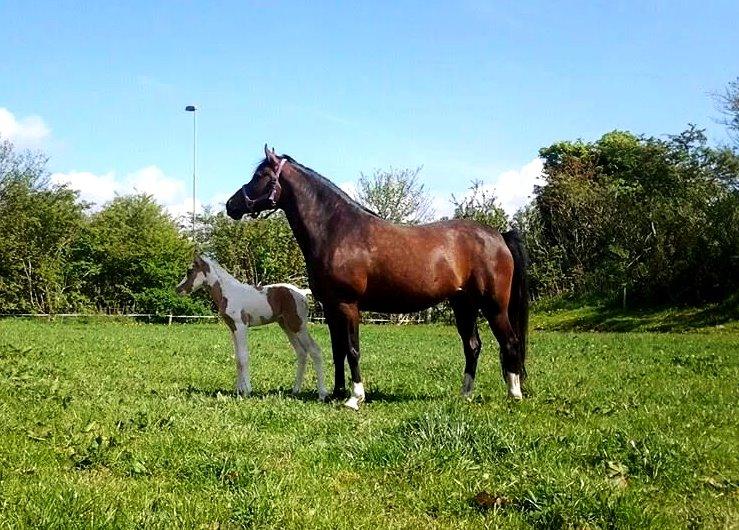 Tysk Sportspony Don Diego (SOLGT) billede 17