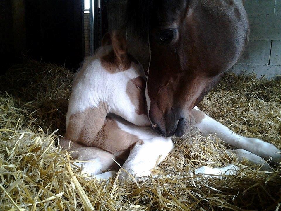 Tysk Sportspony Don Diego (SOLGT) - Kun få timer efter foling <3 billede 12