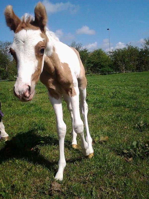 Tysk Sportspony Don Diego (SOLGT) billede 18