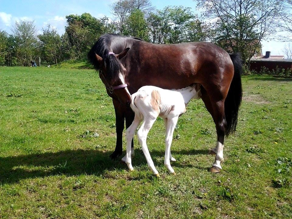 Tysk Sportspony Don Diego (SOLGT) billede 19