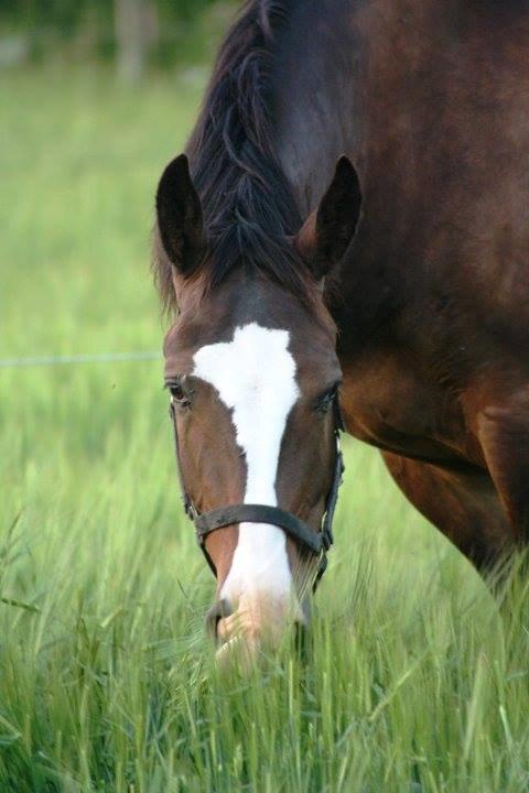Oldenborg Lucas (SOLGT) billede 4