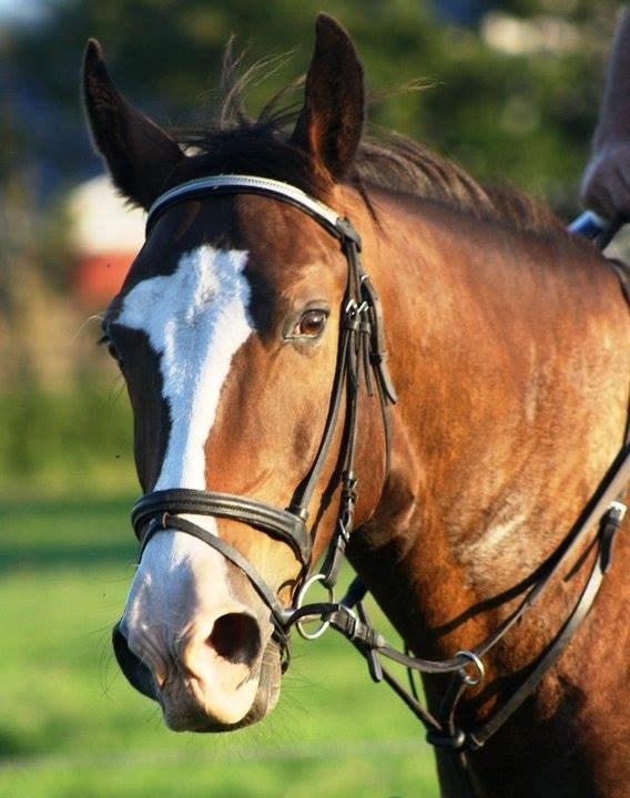 Oldenborg Lucas (SOLGT) billede 15