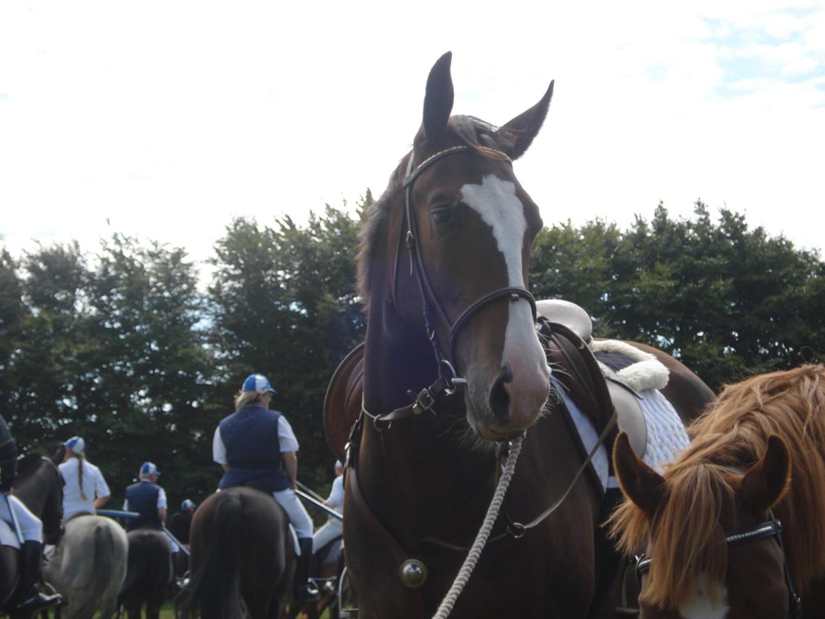 Oldenborg Lucas (SOLGT) billede 13