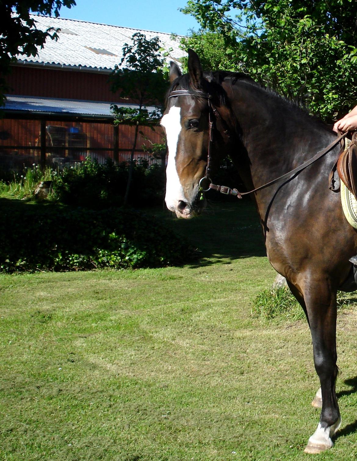 Oldenborg Lucas (SOLGT) billede 10