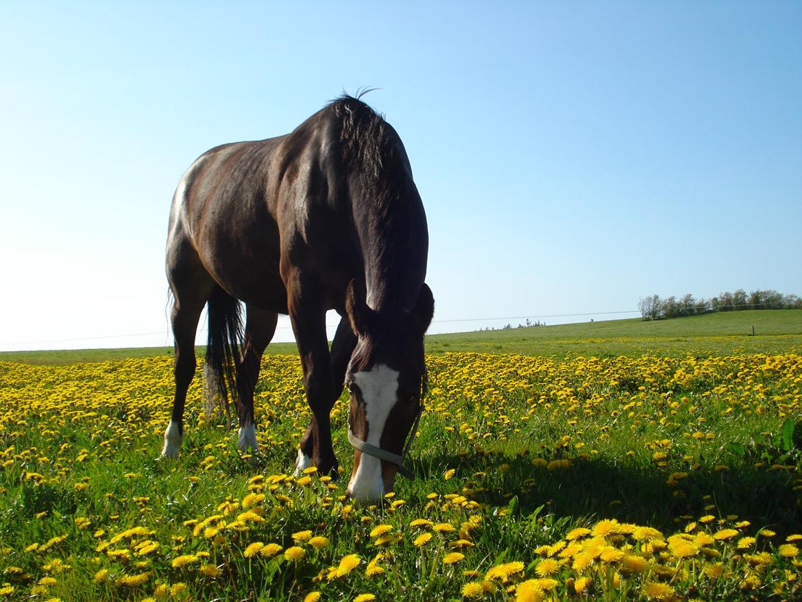Oldenborg Lucas (SOLGT) billede 14