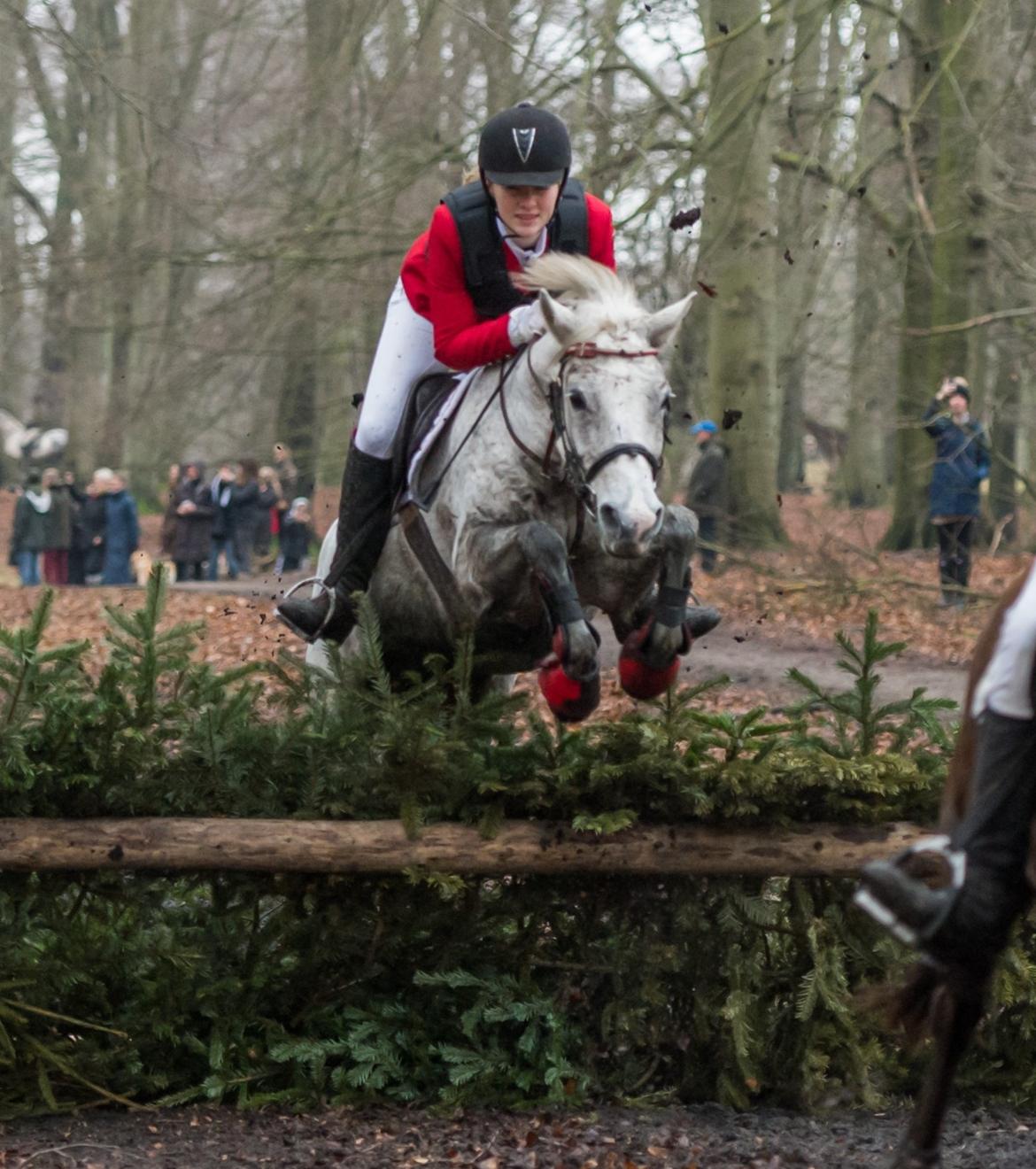 DSP Præstemarkens Mahogni |Honey| - Vinterjagt i dyrehaven 2014 billede 30