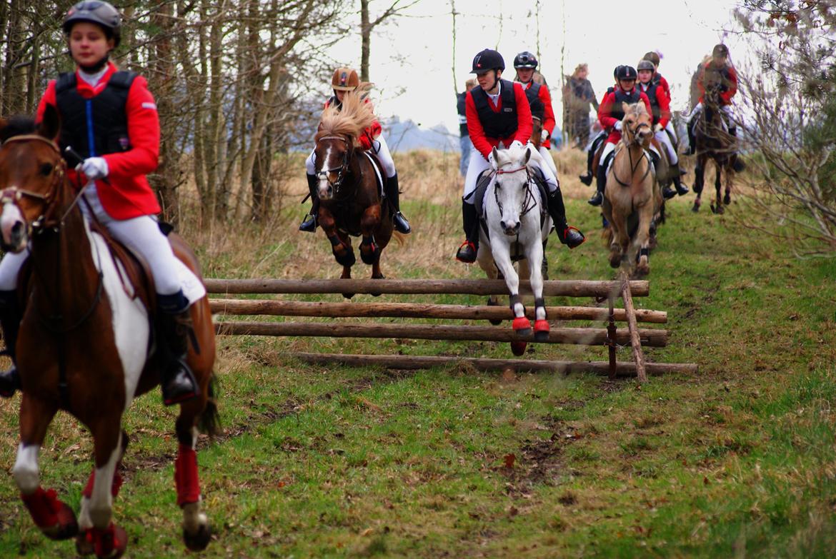 DSP Præstemarkens Mahogni |Honey| - Babyjagt 2014 billede 31