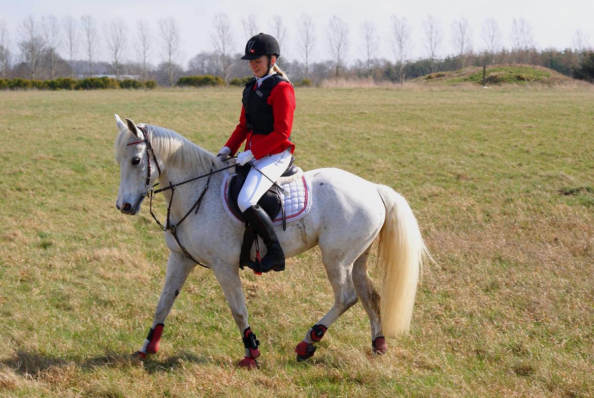 DSP Præstemarkens Mahogni |Honey| billede 32