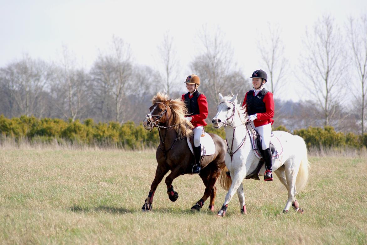 DSP Præstemarkens Mahogni |Honey| - Jagt i Sperrestrup billede 33