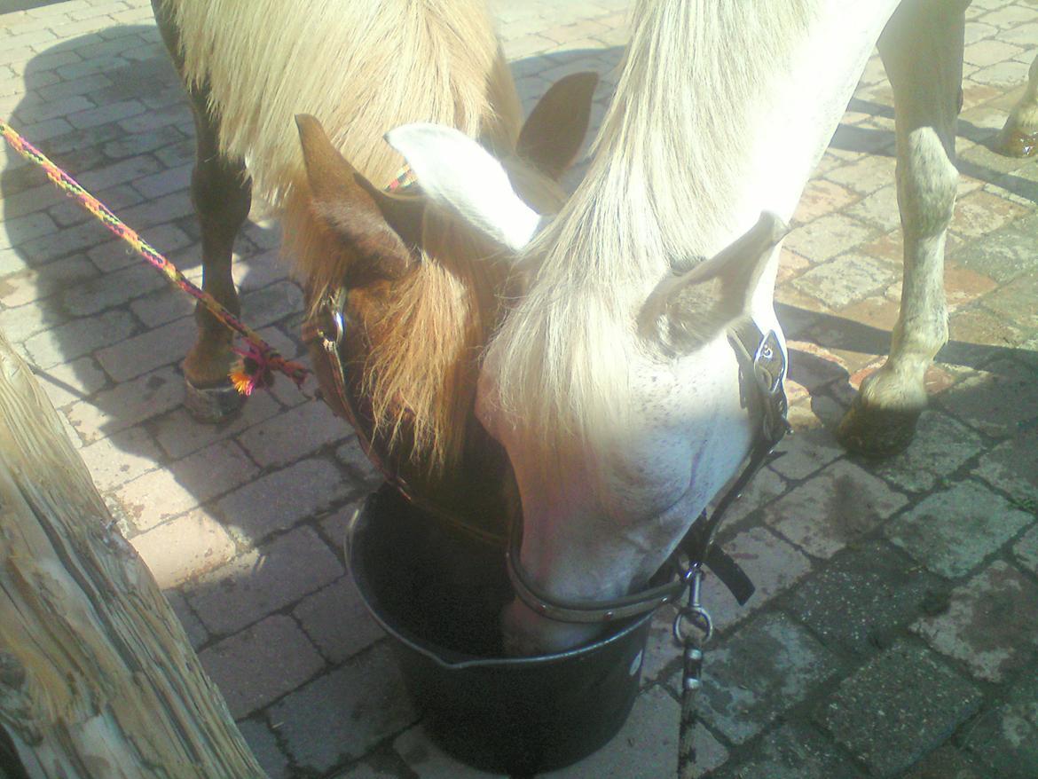 DSP Præstemarkens Mahogni |Honey| - En af de få gange de ikke vil æde hinanden.. billede 36