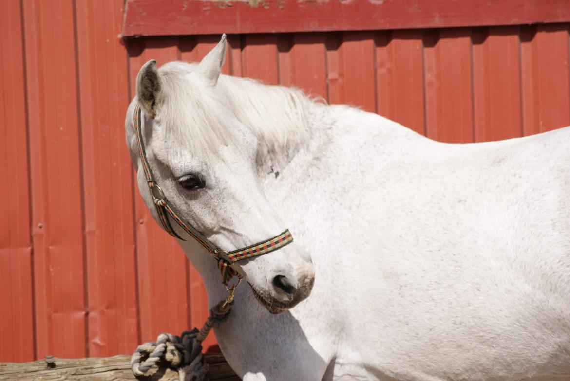 DSP Præstemarkens Mahogni |Honey| billede 37