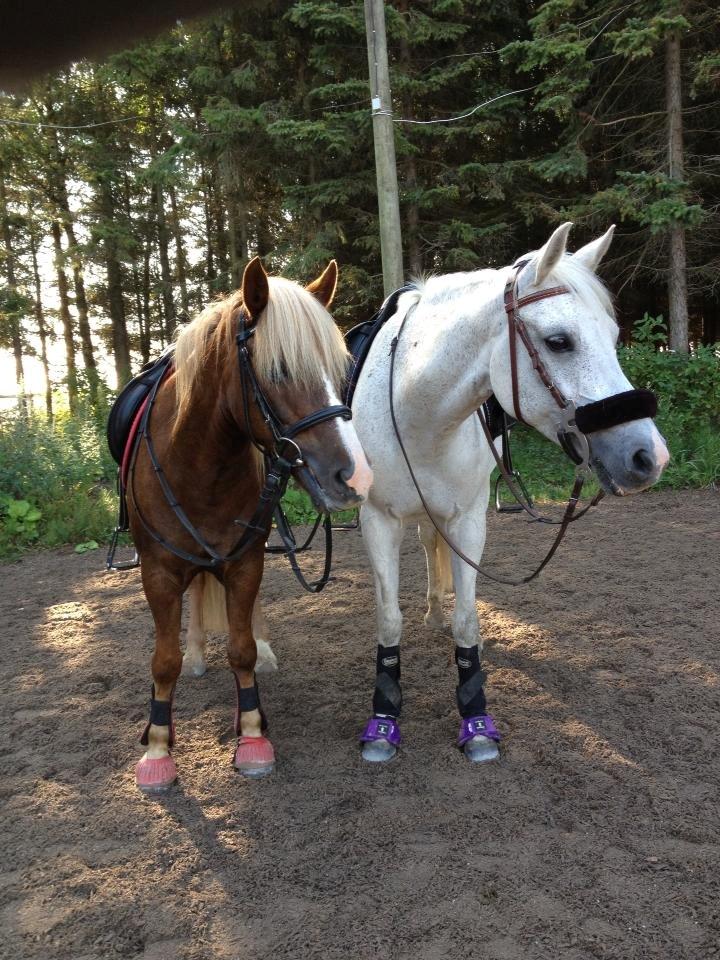 DSP Præstemarkens Mahogni |Honey| - Yndlings ponyerne <3 billede 41