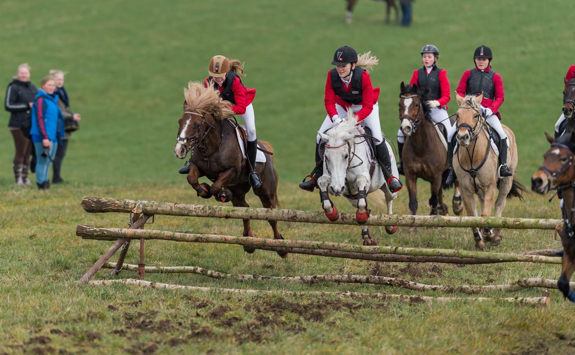 DSP Præstemarkens Mahogni |Honey| billede 42