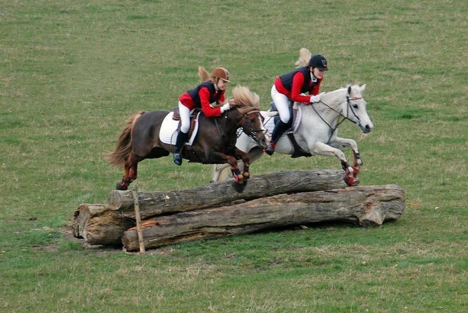 DSP Præstemarkens Mahogni |Honey| - Jagt i Sperrestrup 2014 billede 26