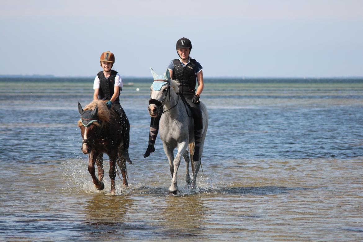 DSP Præstemarkens Mahogni |Honey| - En skøn strandtur i sommeren 2013 billede 13