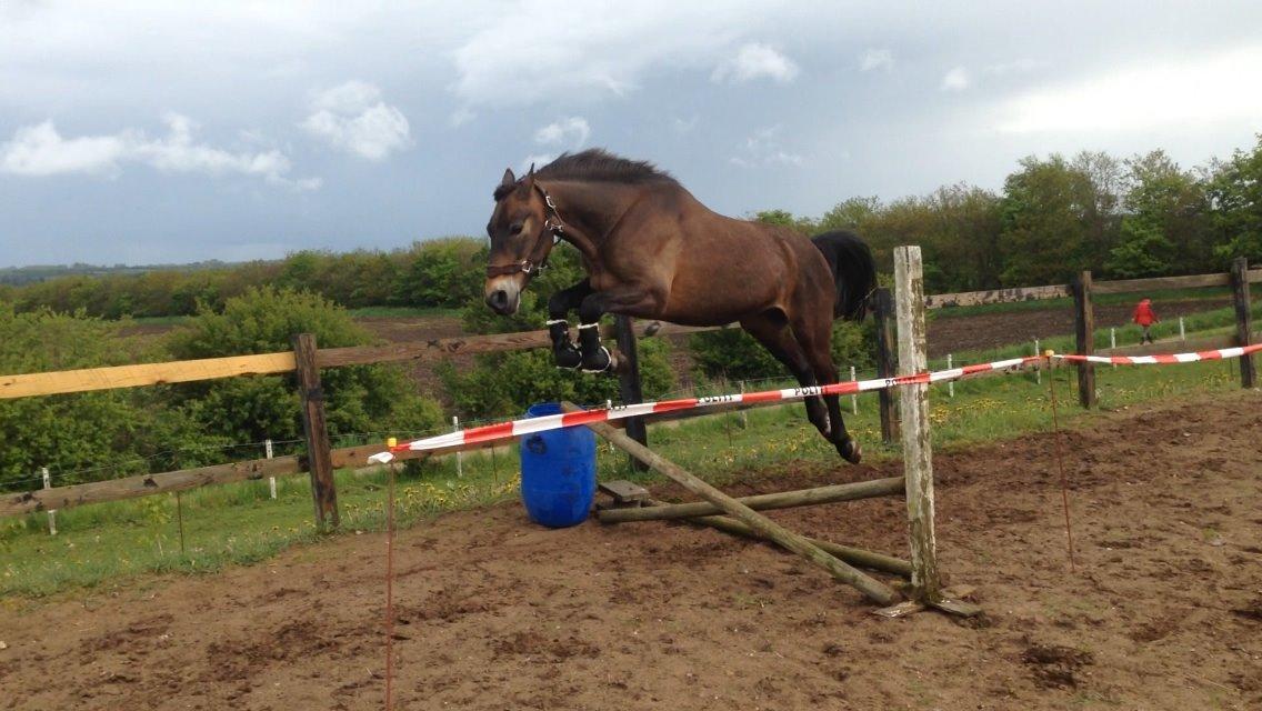 Anden særlig race Oscar - Ossie <3 - SOLGT - løsspringning med Ossie - det var han bare rigtig god til! (og ja, gamacherne vender forkert :-D) billede 17