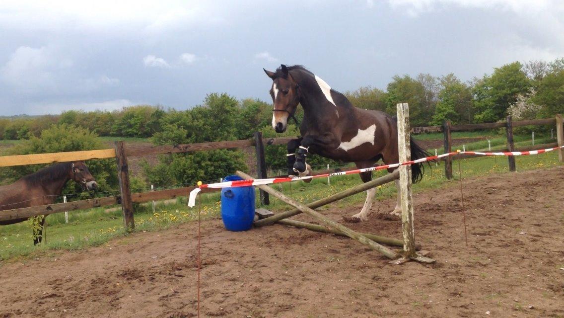 Barockpinto Valencia - Valle <3 - SOLGT billede 16