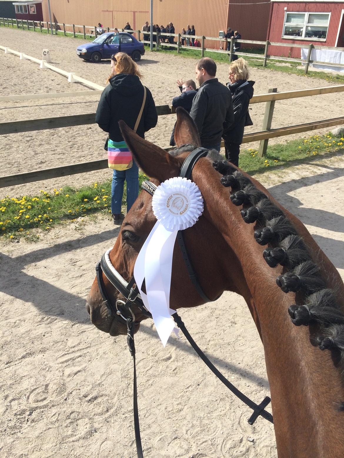 Dansk Varmblod Lucy Ask billede 8