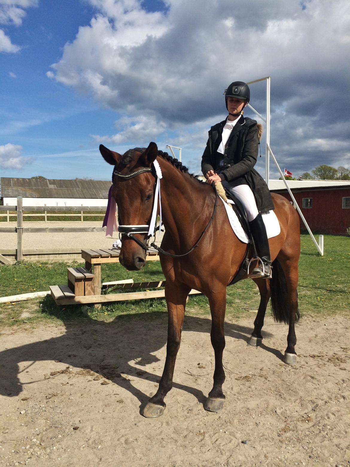 Dansk Varmblod Lucy Ask billede 18