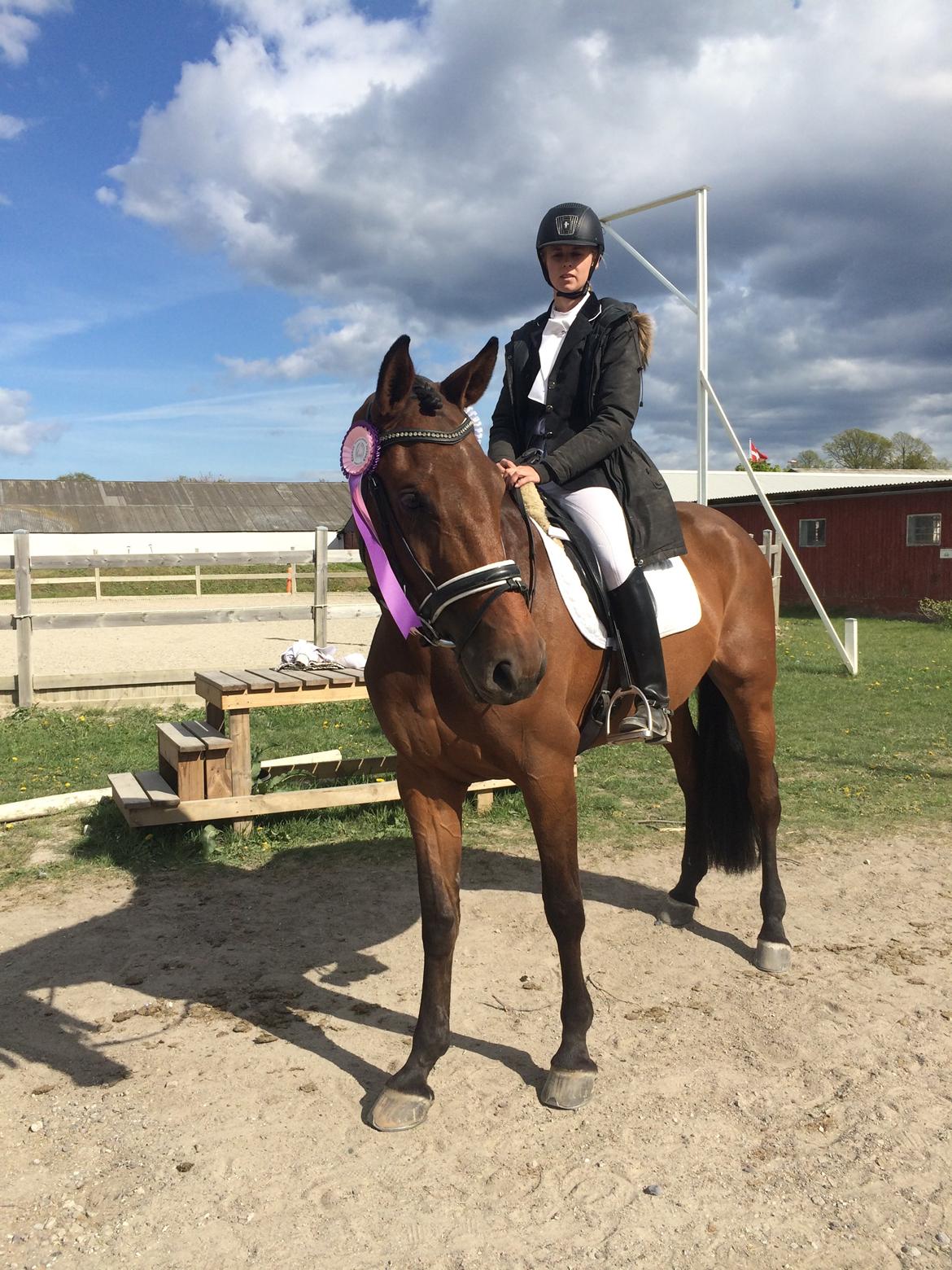 Dansk Varmblod Lucy Ask billede 2