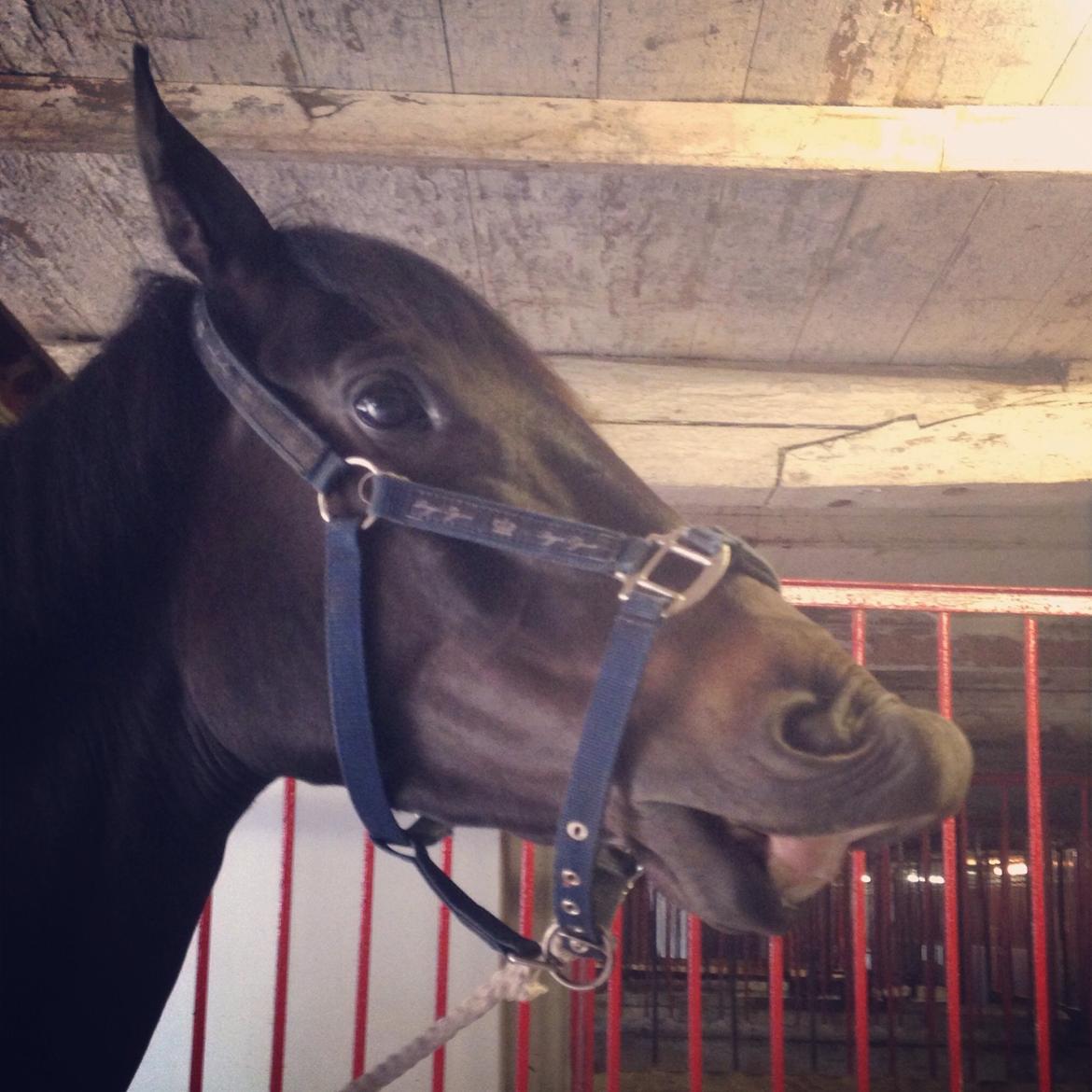 Trakehner Corvette af bakkely billede 8