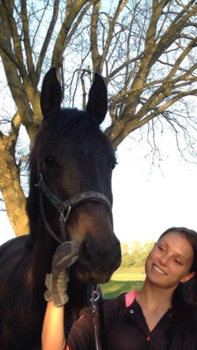 Trakehner Corvette af bakkely billede 9