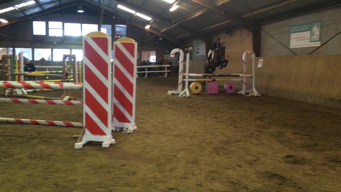 Dansk Varmblod Lucy Ask billede 12