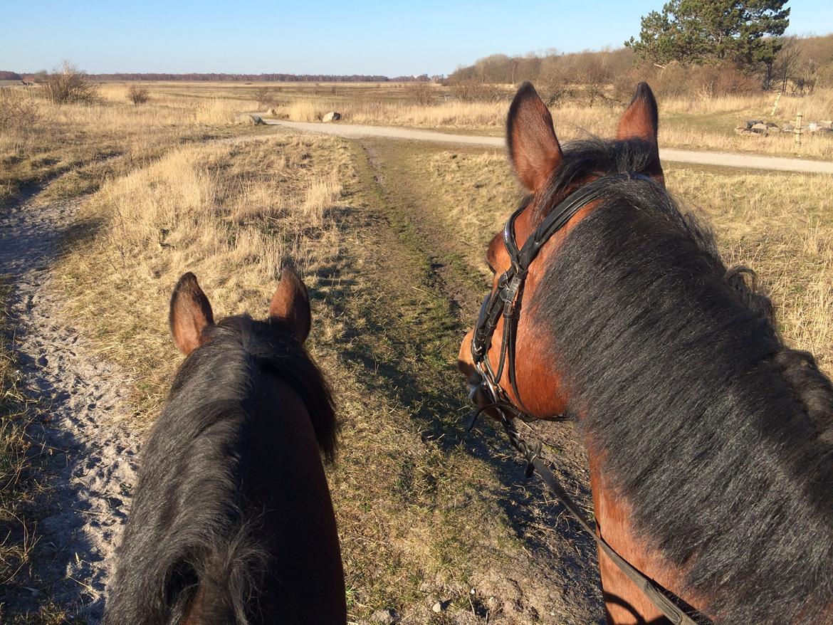 Dansk Varmblod Lucy Ask billede 9