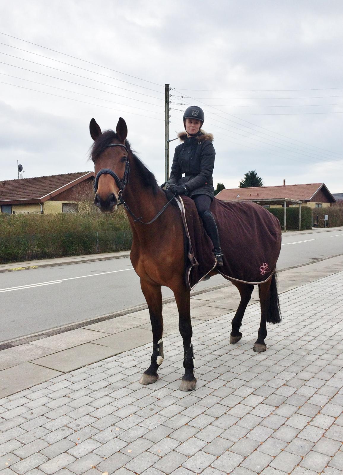 Dansk Varmblod Lucy Ask billede 16