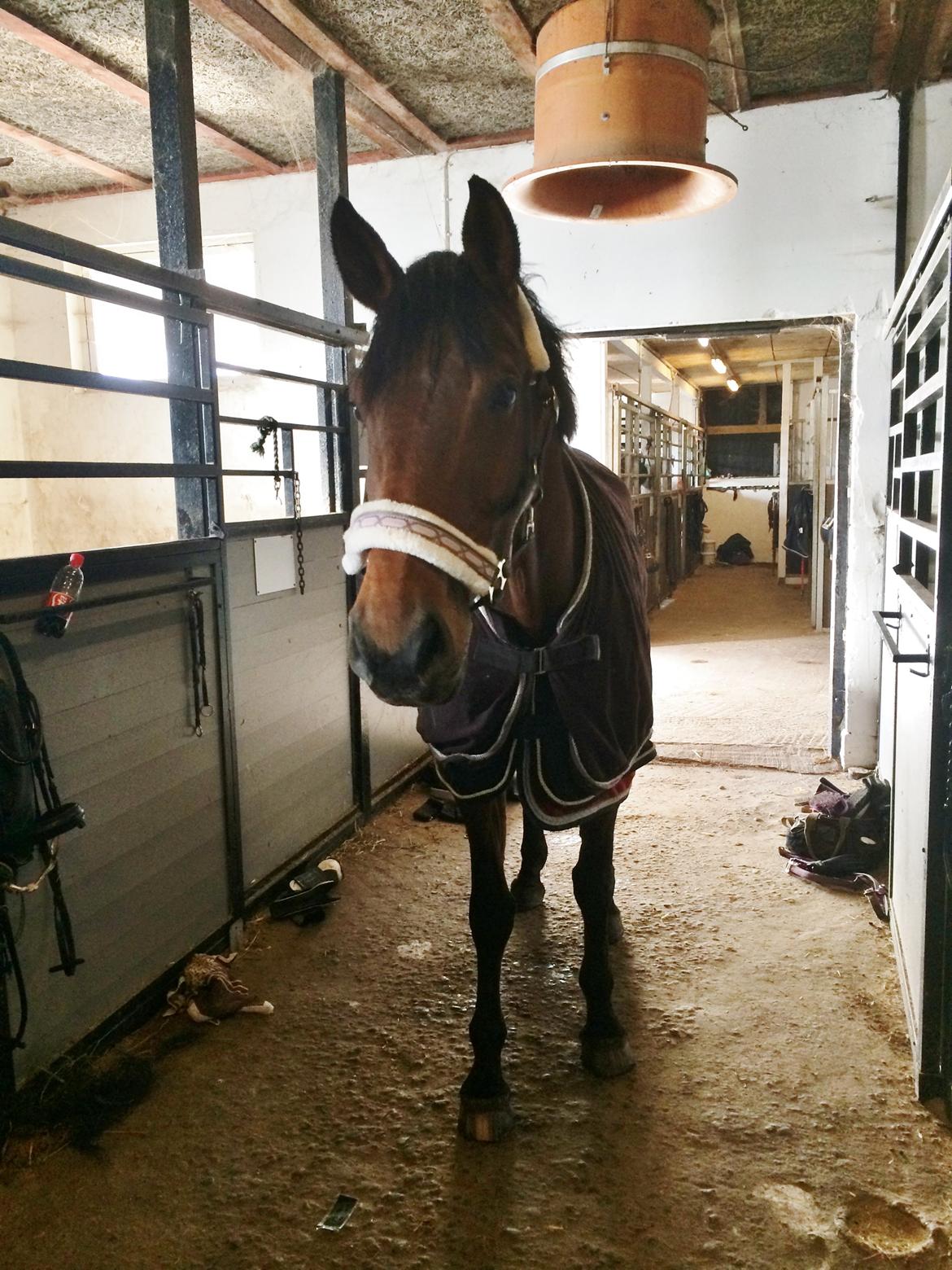 Dansk Varmblod Lucy Ask billede 6