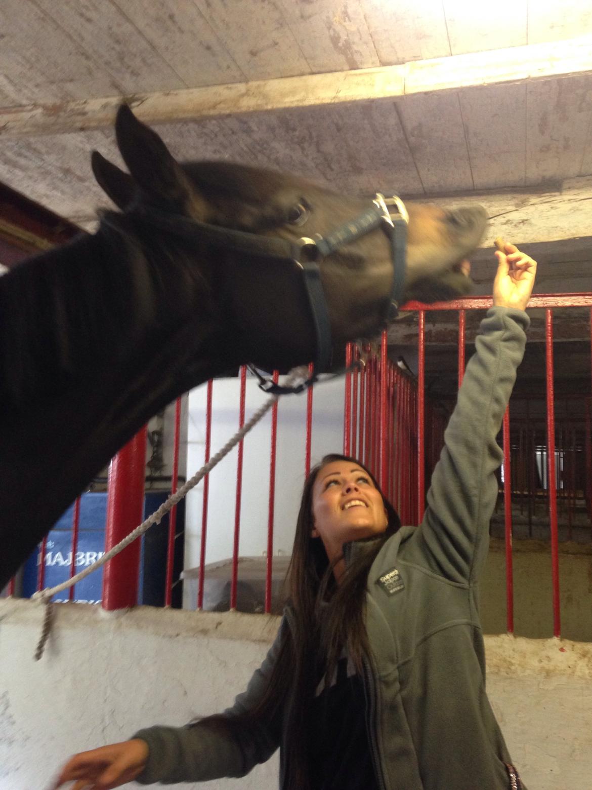 Trakehner Corvette af bakkely billede 10