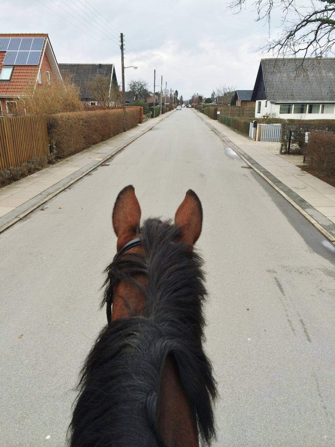 Dansk Varmblod Lucy Ask billede 3